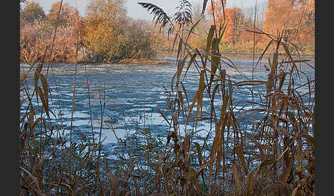 Gewöhnliches Schilf (Phragmites australis)