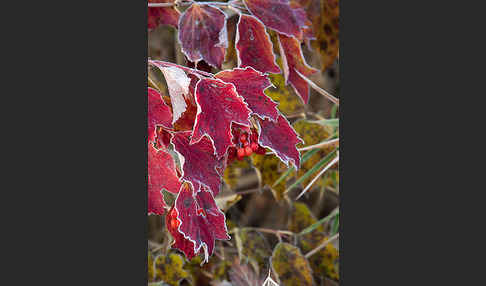 Gemeiner Schneeball (Viburnum opulus)