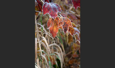 Gemeiner Schneeball (Viburnum opulus)