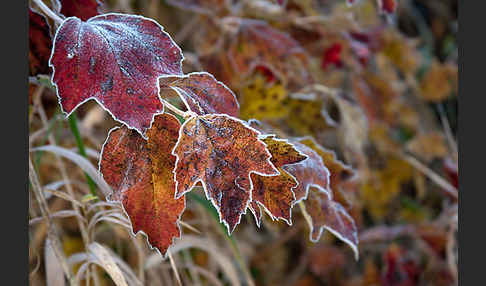 Gemeiner Schneeball (Viburnum opulus)