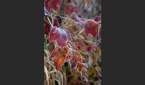 Gemeiner Schneeball (Viburnum opulus)