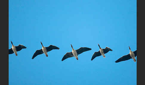 Tundrasaatgans (Anser fabalis rossicus)