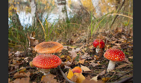 Fliegenpilz (Amanita muscaria)