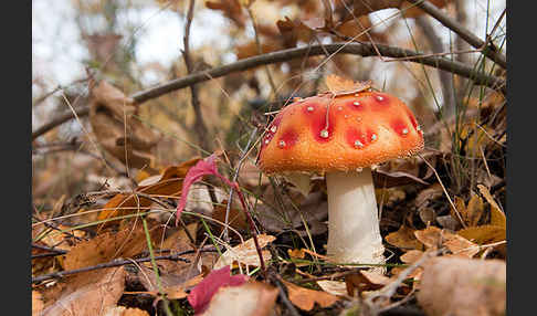 Fliegenpilz (Amanita muscaria)