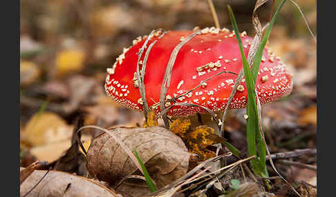 Fliegenpilz (Amanita muscaria)