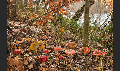 Fliegenpilz (Amanita muscaria)