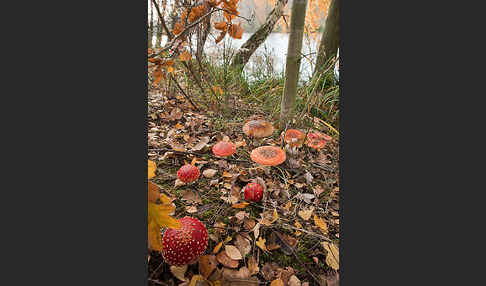 Fliegenpilz (Amanita muscaria)