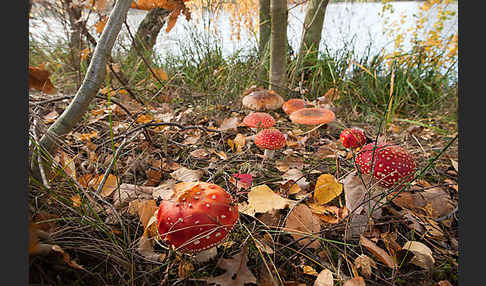 Fliegenpilz (Amanita muscaria)