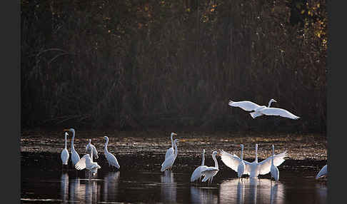 Silberreiher (Egretta alba)