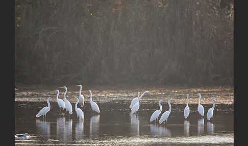 Silberreiher (Egretta alba)