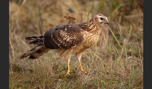 Kornweihe (Circus cyaneus)