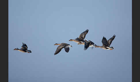 Tundrasaatgans (Anser fabalis rossicus)