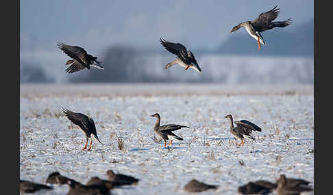 Tundrasaatgans (Anser fabalis rossicus)