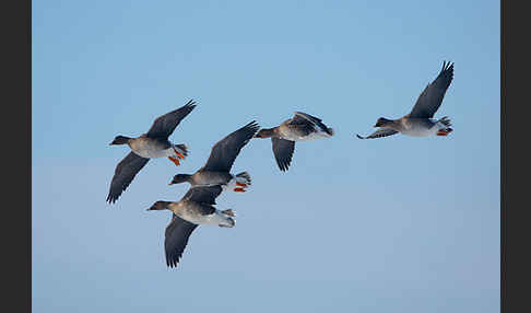 Tundrasaatgans (Anser fabalis rossicus)