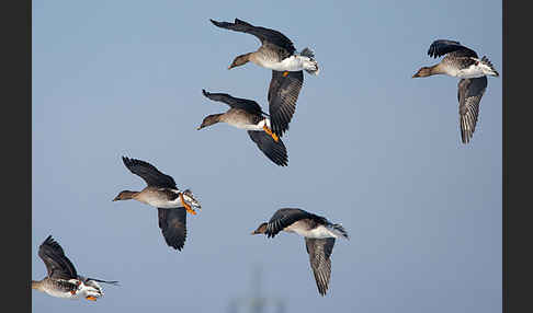 Tundrasaatgans (Anser fabalis rossicus)