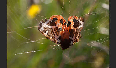 Brauner Bär (Arctia caja)