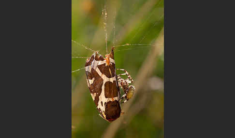 Brauner Bär (Arctia caja)