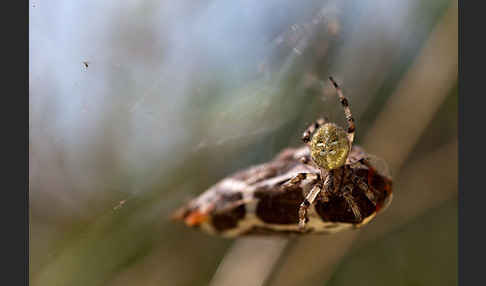 Brauner Bär (Arctia caja)