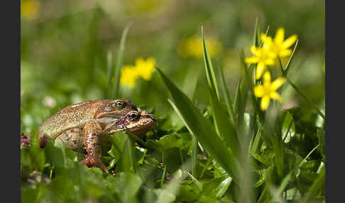 Grasfrosch (Rana temporaria)