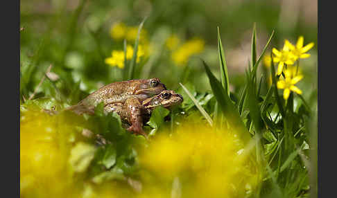 Grasfrosch (Rana temporaria)