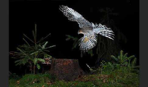 Sperber (Accipiter nisus)