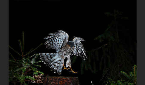 Sperber (Accipiter nisus)