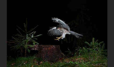 Sperber (Accipiter nisus)