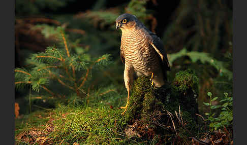 Sperber (Accipiter nisus)