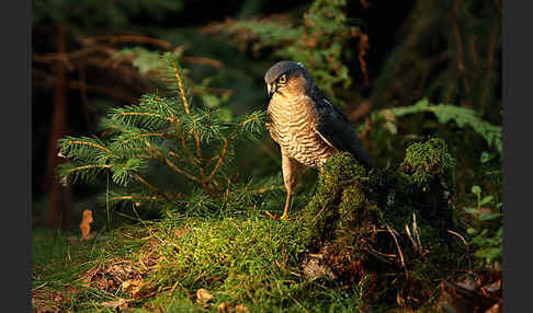 Sperber (Accipiter nisus)