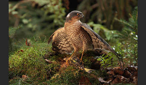 Sperber (Accipiter nisus)