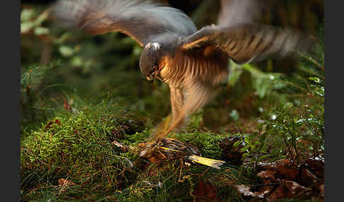 Sperber (Accipiter nisus)