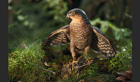 Sperber (Accipiter nisus)