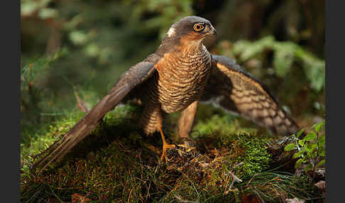 Sperber (Accipiter nisus)