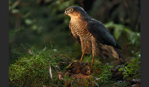 Sperber (Accipiter nisus)