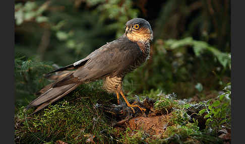 Sperber (Accipiter nisus)