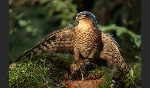 Sperber (Accipiter nisus)