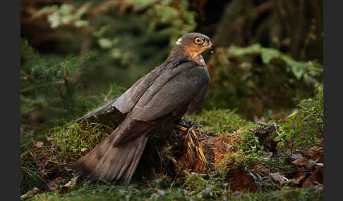 Sperber (Accipiter nisus)