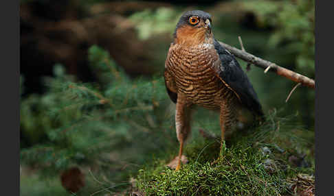 Sperber (Accipiter nisus)