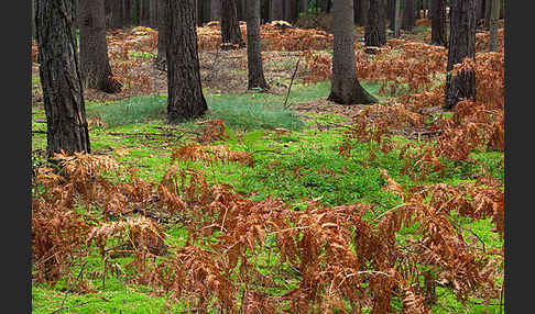 Adlerfarn (Pteridium aquilinum)