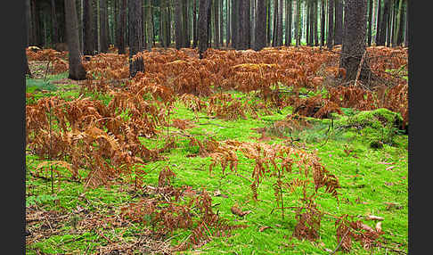 Adlerfarn (Pteridium aquilinum)