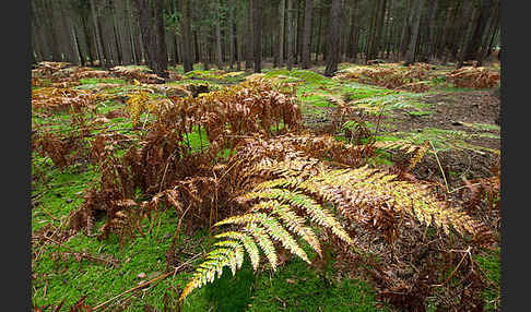 Adlerfarn (Pteridium aquilinum)