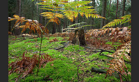 Adlerfarn (Pteridium aquilinum)