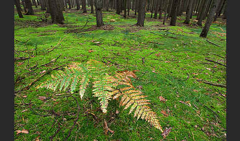 Adlerfarn (Pteridium aquilinum)