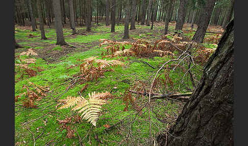 Adlerfarn (Pteridium aquilinum)