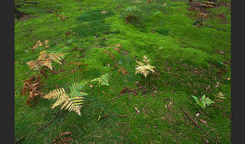 Adlerfarn (Pteridium aquilinum)