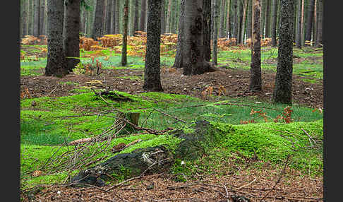 Herbst (autumn)