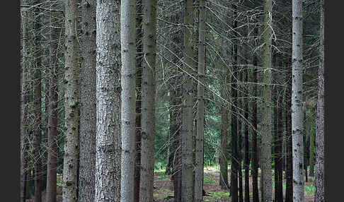 Baum, bäume (tree)