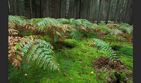 Adlerfarn (Pteridium aquilinum)