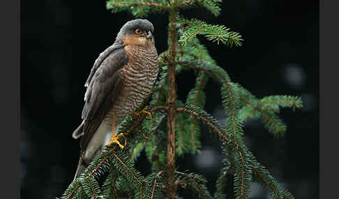 Sperber (Accipiter nisus)