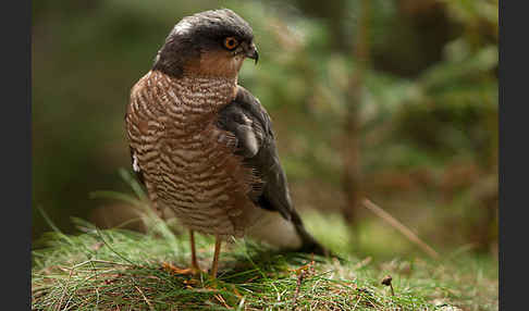 Sperber (Accipiter nisus)